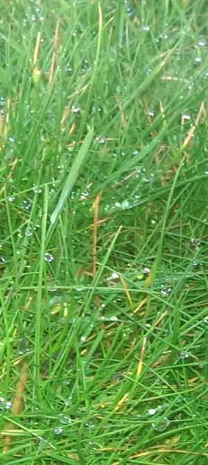 RaindropsOnGrass1