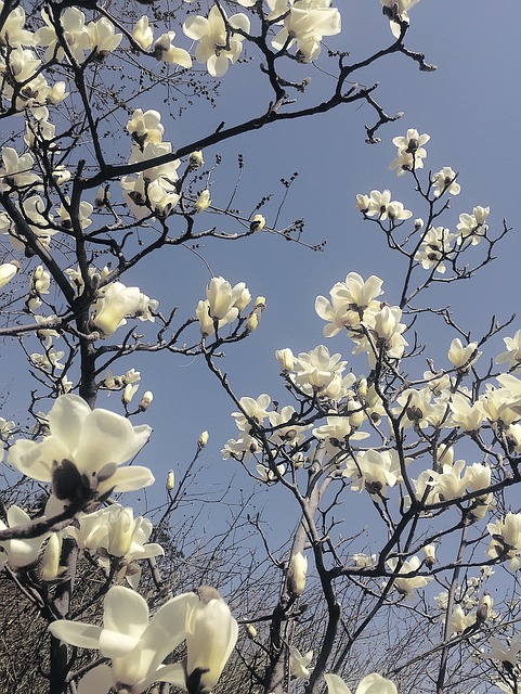 magnolia flower 1604956 640