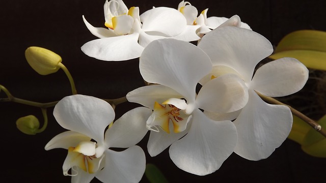 orquidea 188633 640